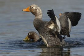 steamer duck